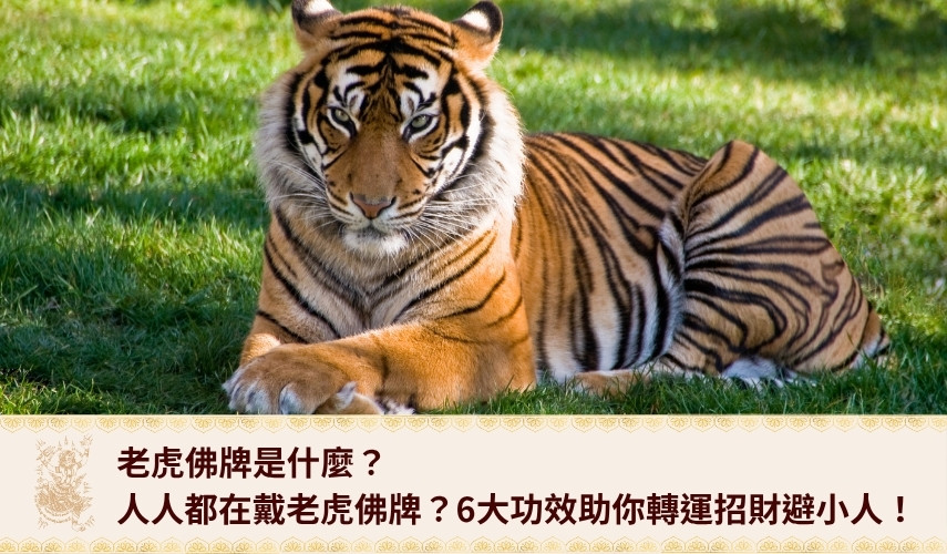 老虎佛牌是什麼?人人都在戴老虎佛 牌?6大功效助你轉運招財避小人!